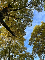 yellow leaves on the tree branches, golden fall in the park