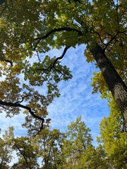 yellow leaves on the tree branches, golden fall in the park