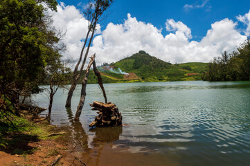 Naklejka premium Underwater trees with visible mountains against blue sky forming a beautiful background