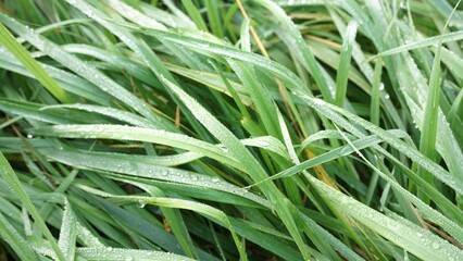 dew on grass on green leaves