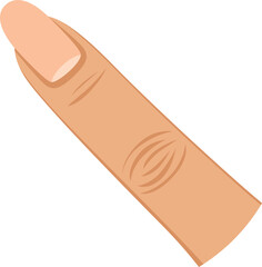 Female finger. Woman body part. Human nail