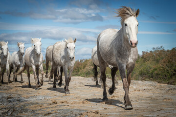 White horses in Camargue - obrazy, fototapety, plakaty