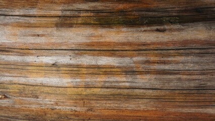 Fototapeta na wymiar texture of tree trunk tree bark brown