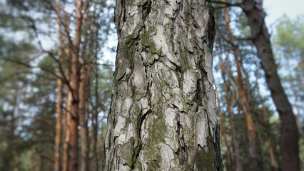 texture of tree trunk tree bark brown