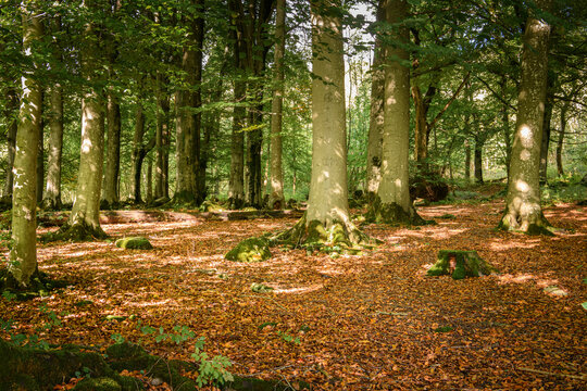 An autumnal HDR image of Grass Wood, a beech (Fagus sylvatica) woodland near Grassington, North Yorkshire, England
