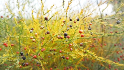 small red black berries on a bush in a field