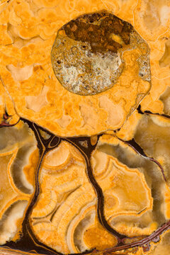 Close up of Ammonite Fossil