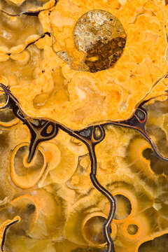 Close up of Ammonite Fossil