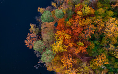 Fototapeta na wymiar Aerial Drone view of colorful forest trees and lake in autumn. Ukraine