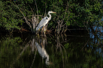 great blue heron