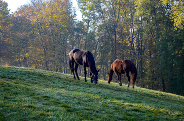 Naklejka premium Horses in a meadow in the early morning