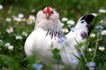 Chicken happy, running free on meadow with flowers.