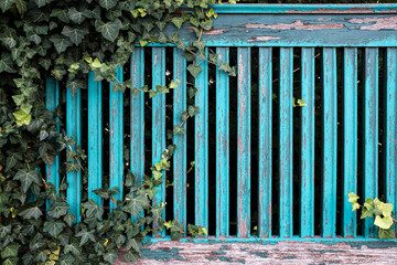 Obraz premium Old wooden fence with peeling blue paint and green plants growing on it on. Provincial town architecture. Close-up.