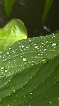 Raindrops on banana leaf, bright green shooting on iPhone 12 Pro goes slow rain 