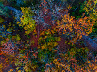 Aerial Drone view of colorful forest trees and lake in autumn. Ukraine