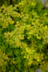 Background flowers of Sedum sexangulare blooming