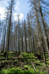 Harz in Brandgefahr