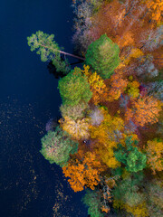 Top view of colorful forest trees and lake in autumn. Ukraine