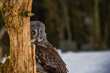 Great grey owl in tree