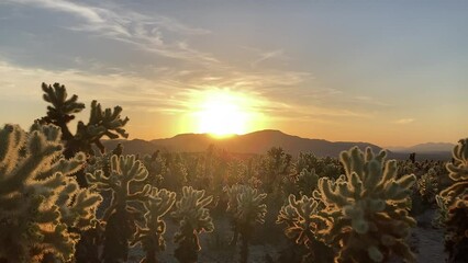 The Cholla Cactus Garden at Joshua Tree National Park at Sunrise with beautiful glowing light - Joshua Tree, California, USA - Powered by Adobe