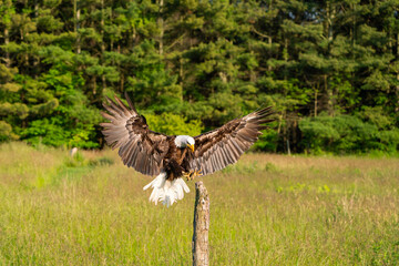 Eagle landing in field