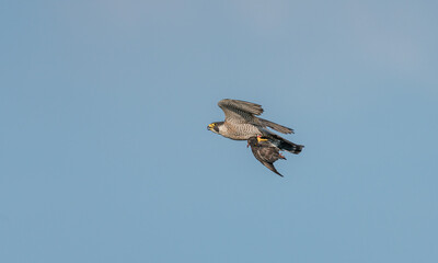 Peregrine falcon with prey 