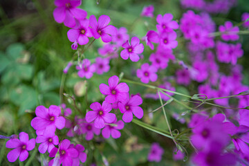 夏の公園で、雑草の中で開花したニワゼキショウの紫の花