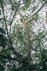 trees in the forest