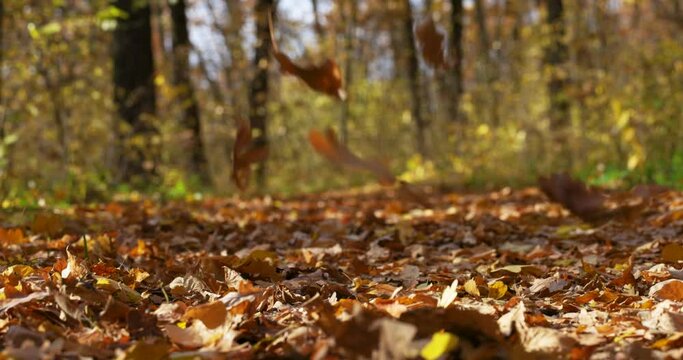 Nature, Fall Landscape. Golden Autumn. Path through Autumn Forest. Trees with Yellow Leaves. Season Falling Leaf, Slow motion. 