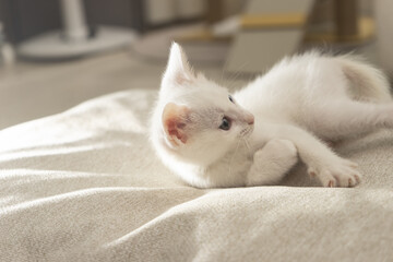 귀여운 아기 고양이