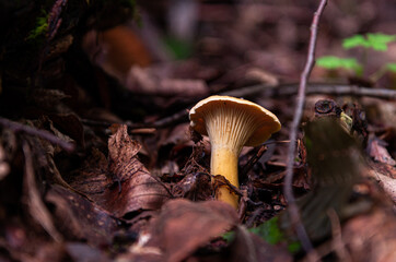 golden chanterelles  Cantharellus cibarius gathering in forest in October