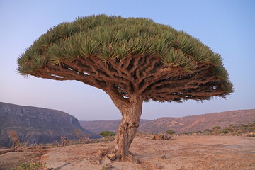 Naklejka premium Dragon tree - Dracaena cinnabari - Dragon's blood - endemic tree from Soсotra, Yemen
