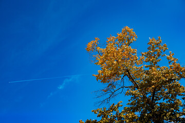 Fototapeta premium Autumn treetop against blue sky. Seasonal background with copy space.