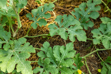 Growing watermelon plant, top view. Green leaves of watermelon for publication, poster, screensaver, wallpaper, postcard, banner, cover, post. High quality photo