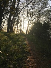 morning in the forest