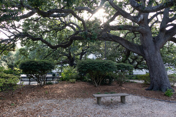 Old Tree and Shaded Bench at Congo Square in Treme of New Orleans