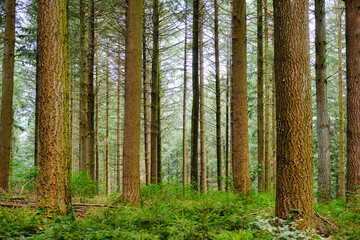 Pine forest with straight trunks, with light filtering through. Mont Athez, Anost, Morvan, Burgundy, France
