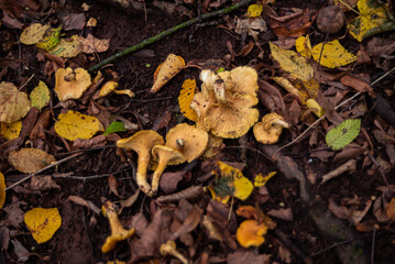 golden chanterelles  Cantharellus cibarius gathering in forest in October