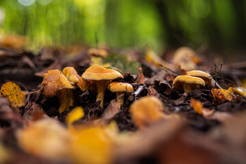 golden chanterelles  Cantharellus cibarius gathering in forest in October