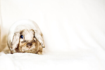 Girl hugs a cute rabbit at home.a girl with a rabbit, bunny pet.