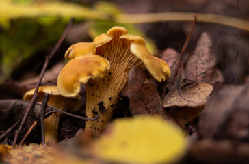 golden chanterelles  Cantharellus cibarius gathering in forest in October