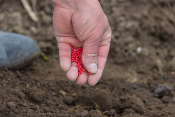 woman farmer sows beet seeds.