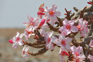 Bottle tree in bloom - adenium obesum - endemic tree of Socotra Island - 535556427