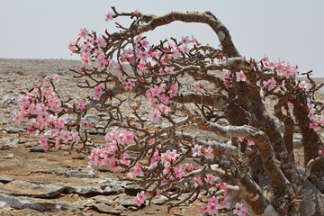 Bottle tree in bloom - adenium obesum - endemic tree of Socotra Island