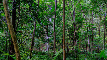 Fresh green forest with natural water flow