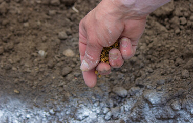 woman farmer sows beet seeds.