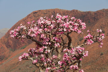 Bottle tree in bloom - adenium obesum - endemic tree of Socotra Island