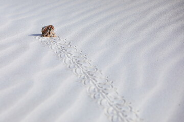 Hermit crab carry a shell crawling on the white coral sand – Socotra island - 535557697