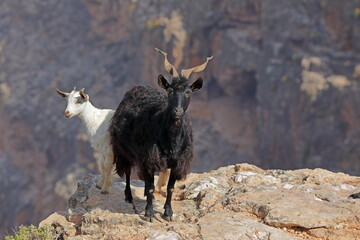 Goat on the rocks - Socotra island, Yemen - 535557814
