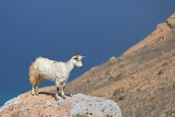 Goat on the rocks - Socotra island, Yemen - 535557842